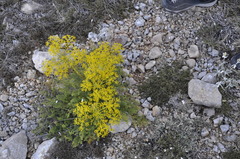 Ferulago galbanifera