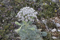 Seseli gummiferum
