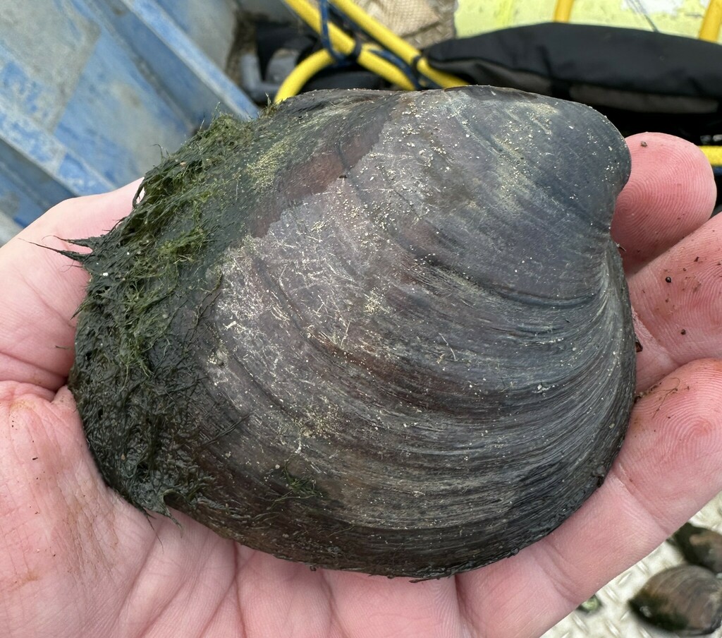 Ebonyshell from Tennessee River, Wilson Reservoir, Hog Island, Colbert ...