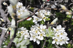 Pyrus elaeagrifolia