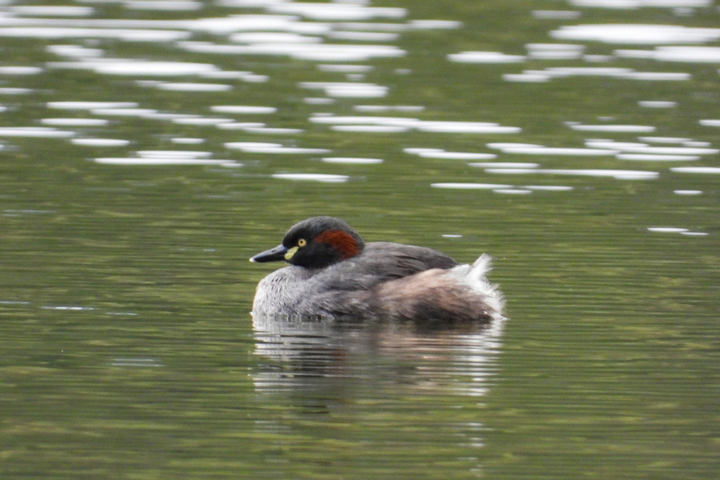 Australasian Grebe