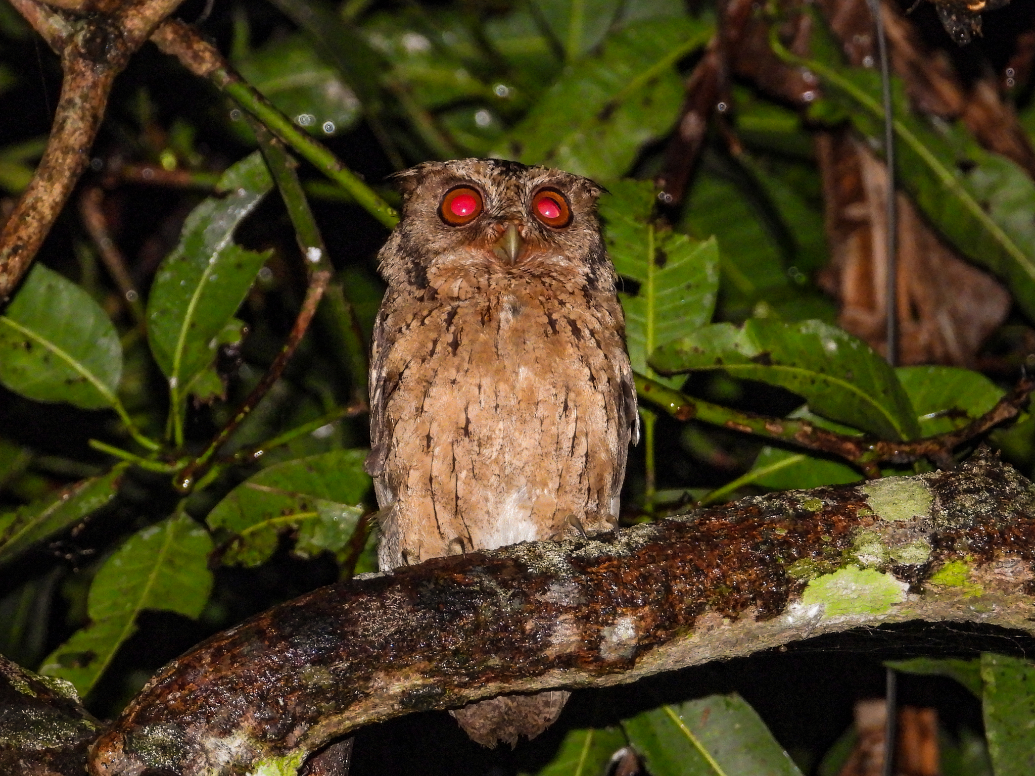 Sunda Scops Owl