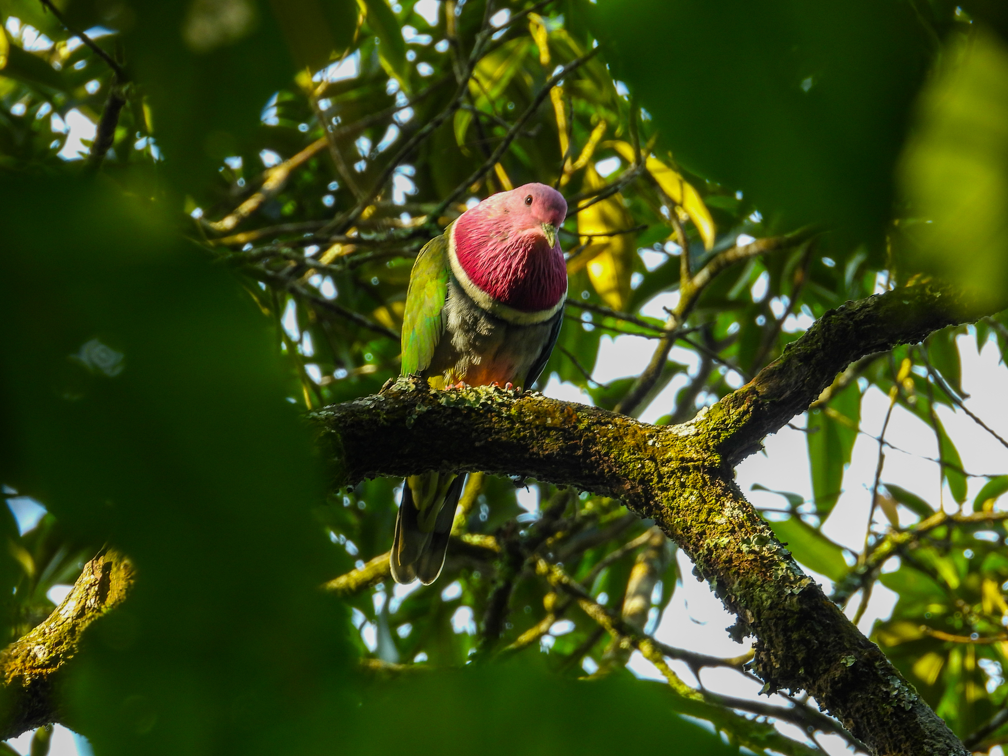 Pink-headed Fruit Dove (Ptilinopus porphyreus), photo 9