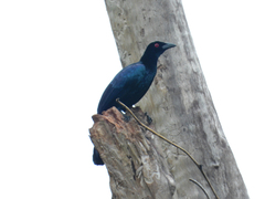 Glossy-Mantled Manucode photo 2