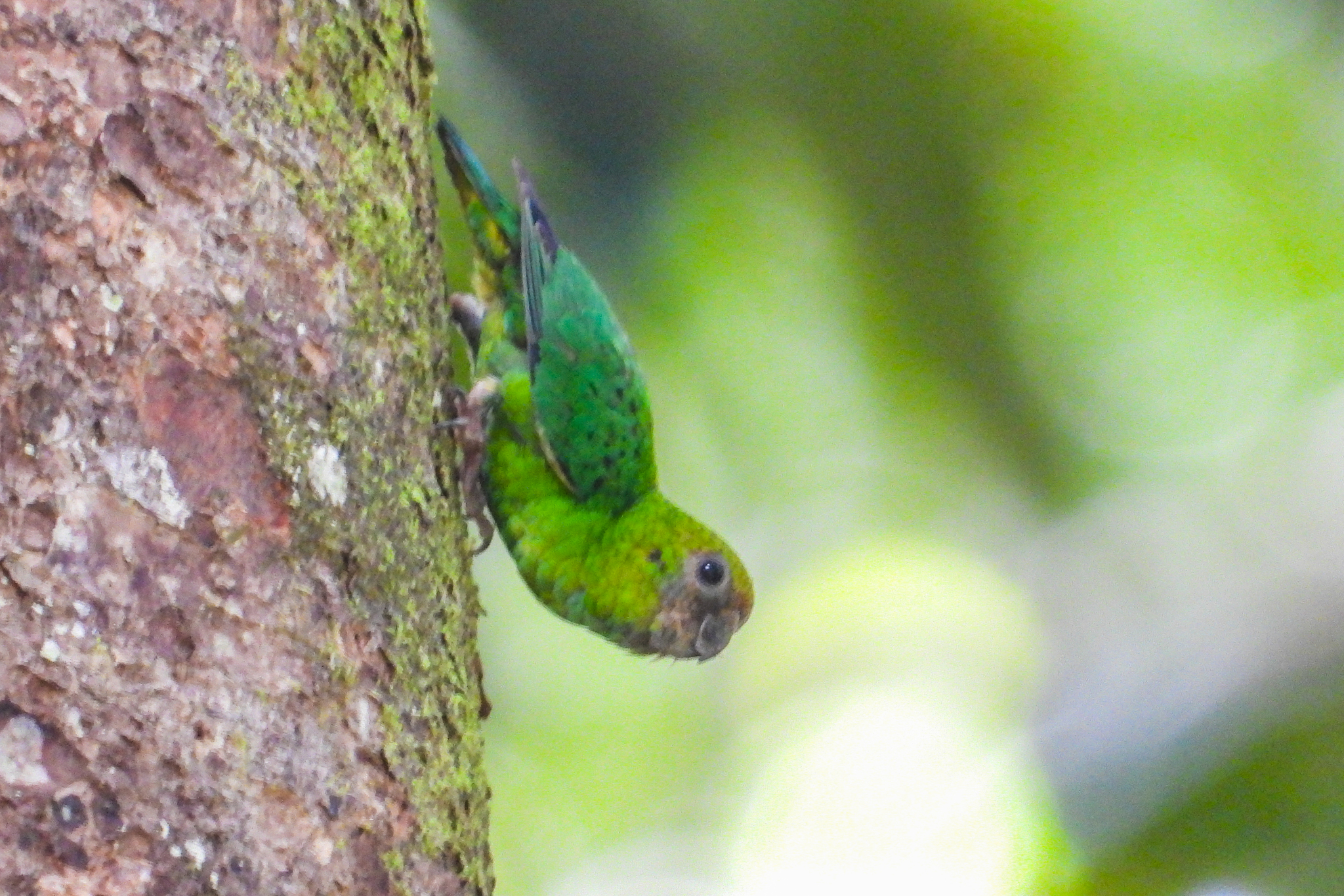 Yellow-capped Pygmy-Parrot illustration