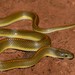 Aurora House Snake - Photo (c) Joubert Heymans, some rights reserved (CC BY-NC-ND), uploaded by Joubert Heymans