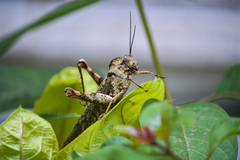 Abisares viridipennis