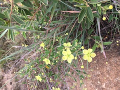 Sphedamnocarpus pruriens