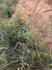 Sphedamnocarpus pruriens