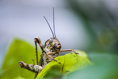 Abisares viridipennis