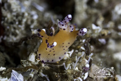 Thecacera