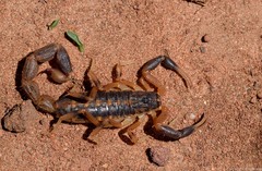 Uroplectes triangulifer