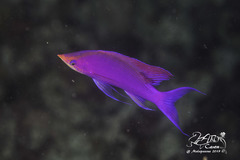 Mirolabrichthys tuka