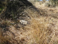 Rytidosperma clavatum