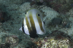 Coradion chrysozonus