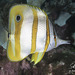 Copperband Butterflyfish - Photo (c) caron_wong, some rights reserved (CC BY-NC)