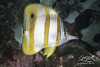Copperband Butterflyfish - Photo (c) caron_wong, some rights reserved (CC BY-NC)