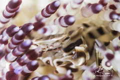 Zebrida