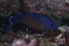 Centropyge bispinosa