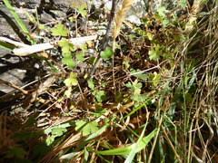 Geranium microphyllum