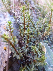 Veronica pimeleoides pimeleoides