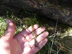 Carex wakatipu