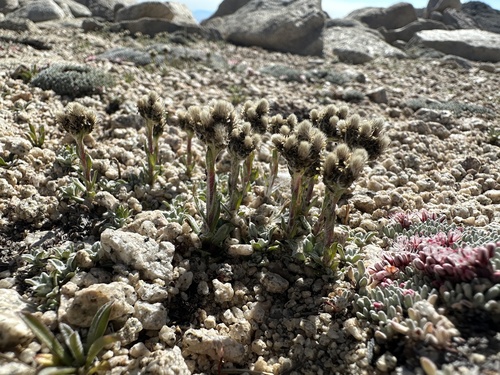 Rocky Mountain pussytoes (Antennaria media)