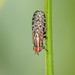 Sapromyza - Photo (c) Reiner Richter,  זכויות יוצרים חלקיות (CC BY-NC-SA)