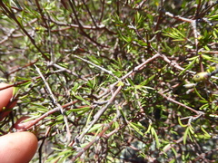 Coprosma intertexta