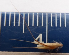 Rytidosperma clavatum