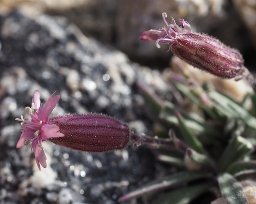 Krantz's Catchfly (Silene krantzii)