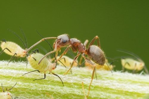 Lasius sakagamiiLasius sakagamii