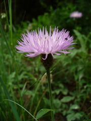 Psephellus ciscaucasicus