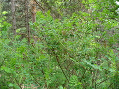 Colutea cilicica