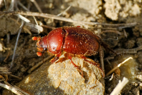 Xenochodaeus simplex