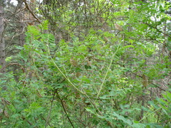 Colutea cilicica