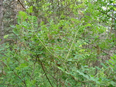 Colutea cilicica