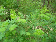 Colutea cilicica
