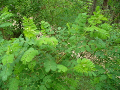 Colutea cilicica