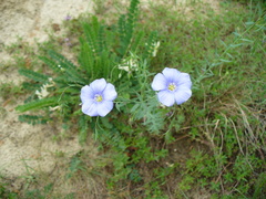 Linum nervosum