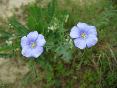 Linum nervosum