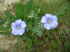 Linum nervosum