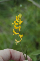 Corydalis micrantha