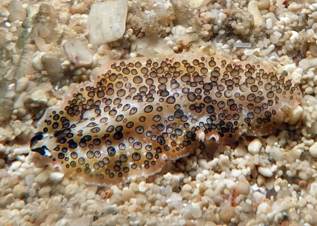 Acanthozoon fuscobulbosum