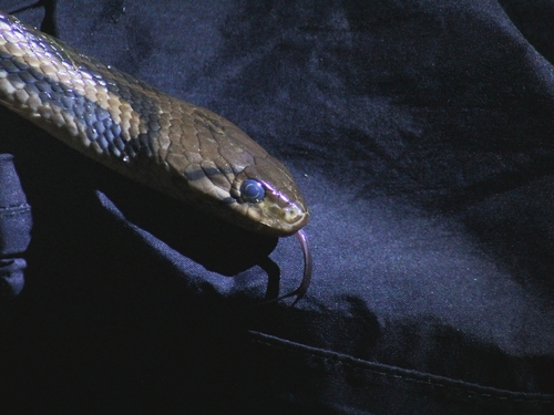 Javanese Keelback Water snake, Fowlea melanzosta