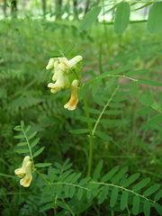 Vicia abbreviata