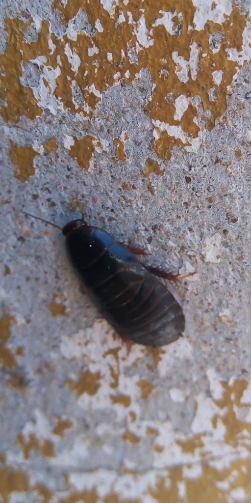 Winged and Once-winged Insects from Tresguerras on August 31, 2023 at ...