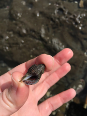 Acanthinucella spirata