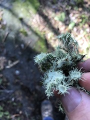 Usnea intermedia