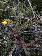 Berberis empetrifolia